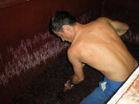Bobby dans la cuve de raisins Vendanges à la Combe Morguière