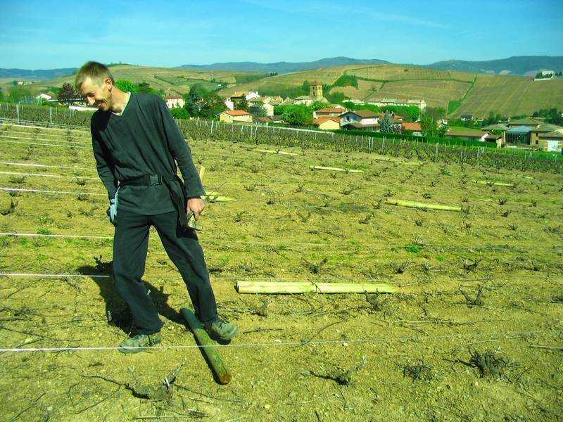 La terre est basse en Beaujolais