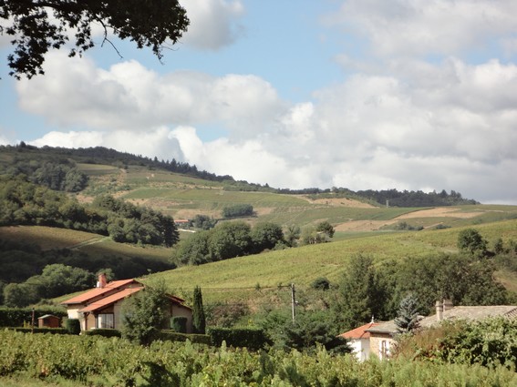 Coteaux de Salles Arbuissonnas en Beaujolais pendant les vendanges 2012 Belle fin d'après midi