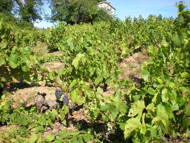 La vigne en septembre Les vendanges