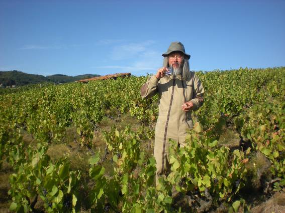 Dans les vignes du Beaujolais