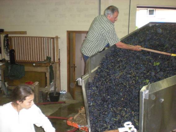 Le raisin arrive à la cave Céline tire les raisins avec le grappin