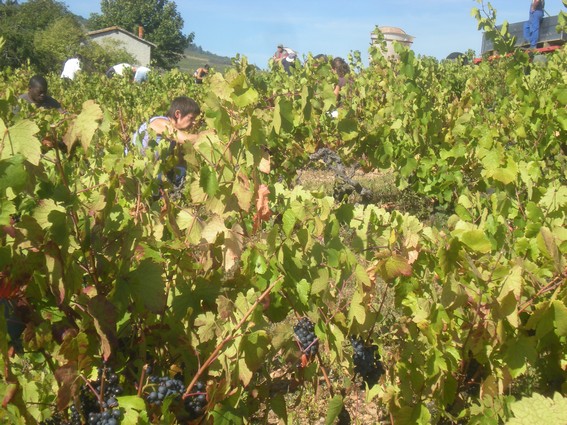 Les vendanges au Crêt du Ris On reprend le boulot après la journée de repos