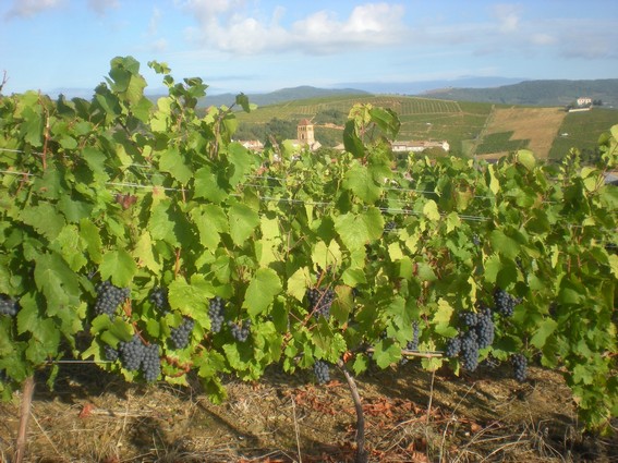 Vendanges 2010 à Champrenard, au dessus du village Le gamay plaisir