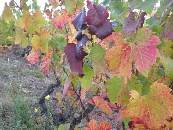 La vigne après les vendanges couleurs d'automne