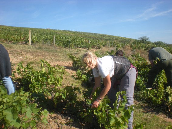 Vendanges de septembre 2010 sous le soleil