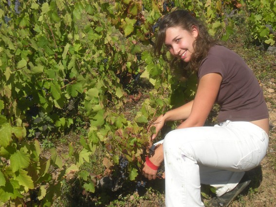 Elmilie cueille le raisin avec application