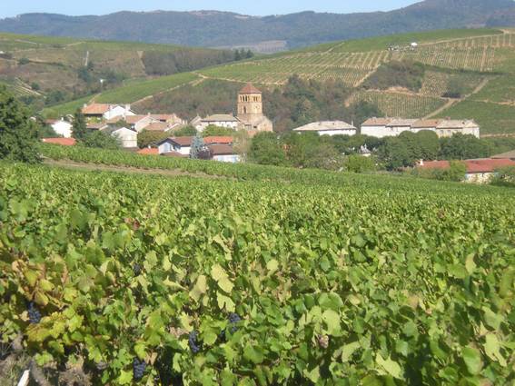 Le 31 aooût 2009 Le premier jour des vendanges