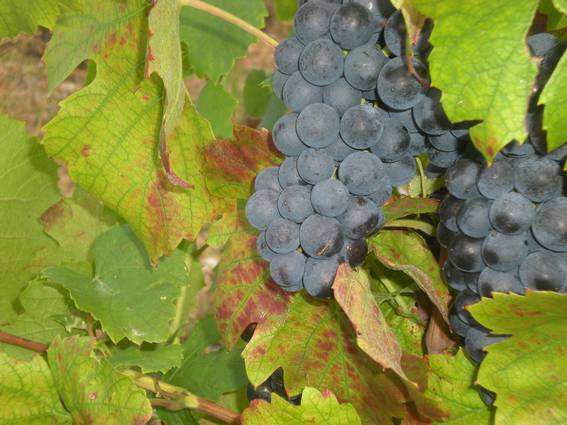 Le gamay beaujolais Sous le soleil d'août