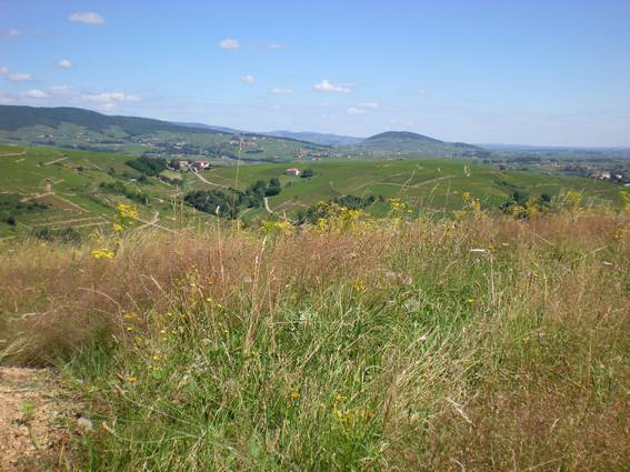 Herbes folles Juillet à Salles-Arbuissonnas