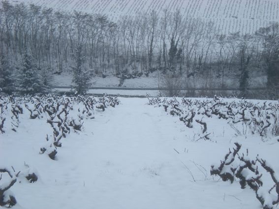 C'est le repos d'hiver en Beaujolais