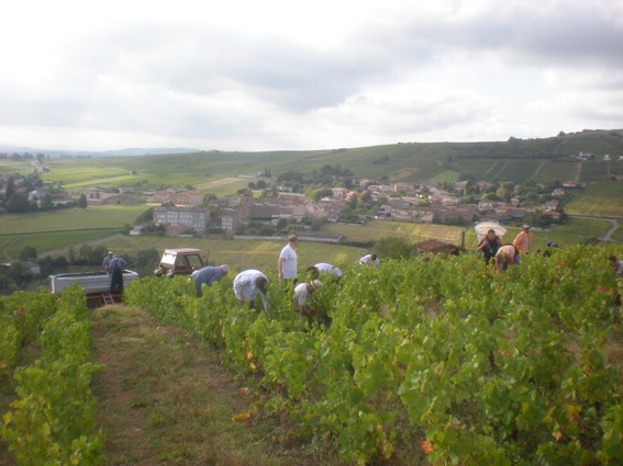 Premiére journée de vendanges 2010 en beaujolais Sur les coteaux d'arènes granitiques, à Salles en Beaujolais