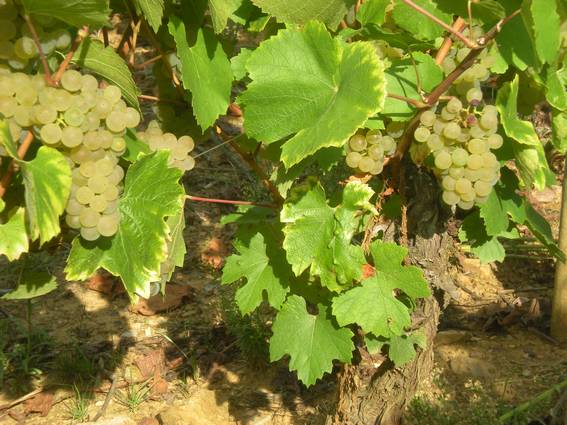 Le Chardonnay IL va être très bon, le Beaujolais blanc 2009