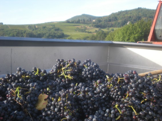 Le gamy roi du Beaujolais