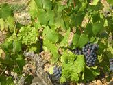 Le gamay du Beaujolais