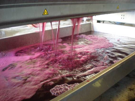 Le vin doux jaillit du pressoir La naissance du Beaujolais Nouveau