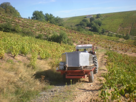 Le tracteur chargé de raisins