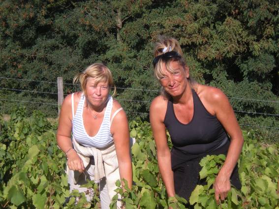 On rigole dans les vignes de Jeannot Longefay à la Péreuse, à Salles-Arbuissonnas