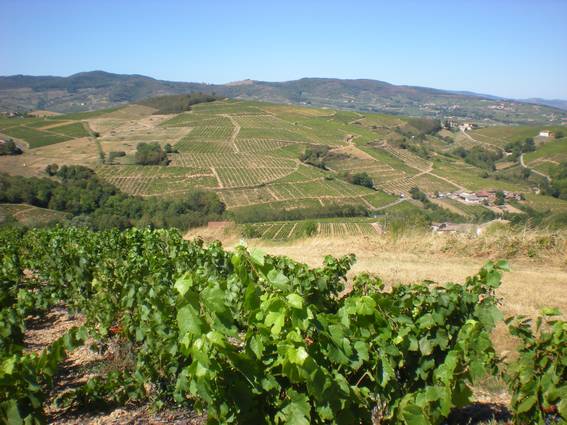 Il fait très beau ce 31 août 2009 Les vignes et le réfectoire