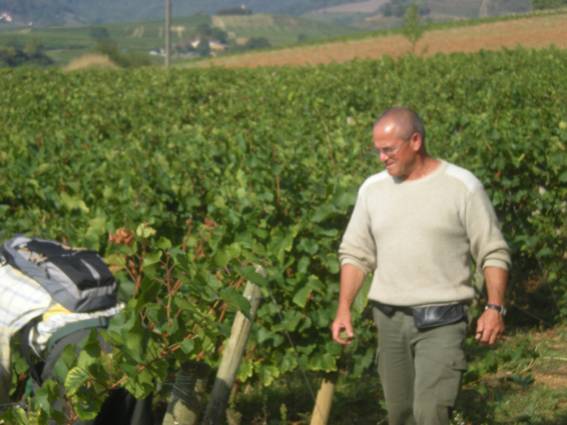 Dand les Chardonnays à Blacé