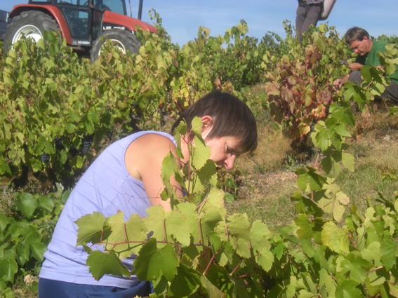 Monique dans les vignes du Beaujolais