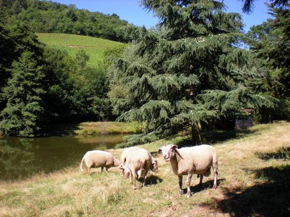 les moutons Ils vont dans les vignes, les moutons !