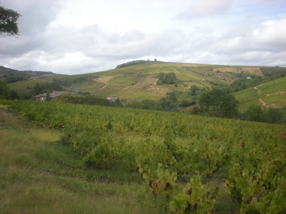 Vendanges chez Cyril Puget Le 16 septembre 2010 à Salles Arbuissonnas en Beaujolais