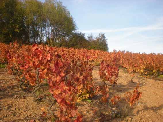 Automne en Beaujolais