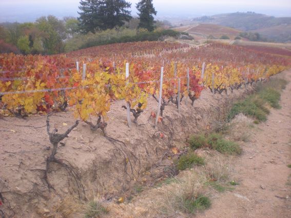 Vignes en feu