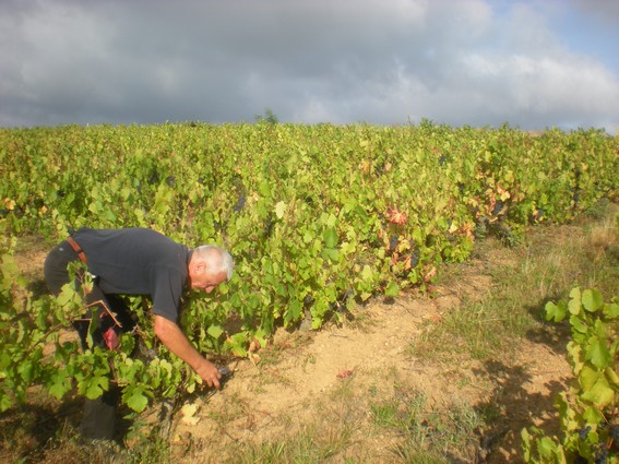 Les vendanges au lever du soleil Vendanges à Salles en Beaujolais, le 13 septembre 2010
