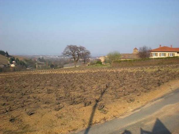 Les vignes de notre Beaujolais Villages