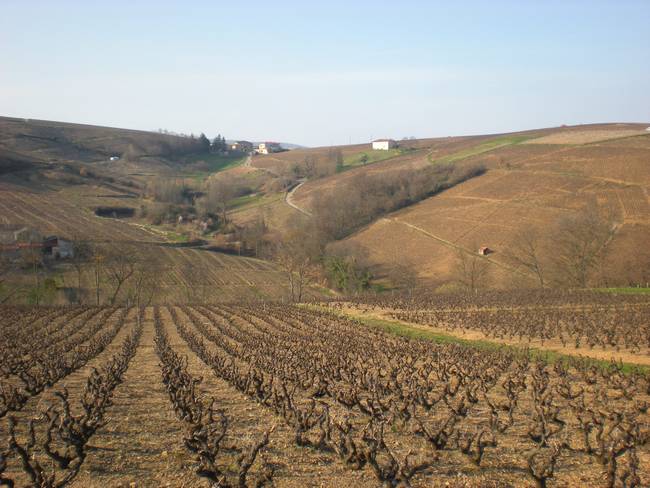 Les vignes