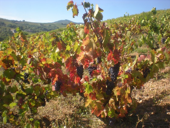 L'automne est dèjà là avec ses belles joues