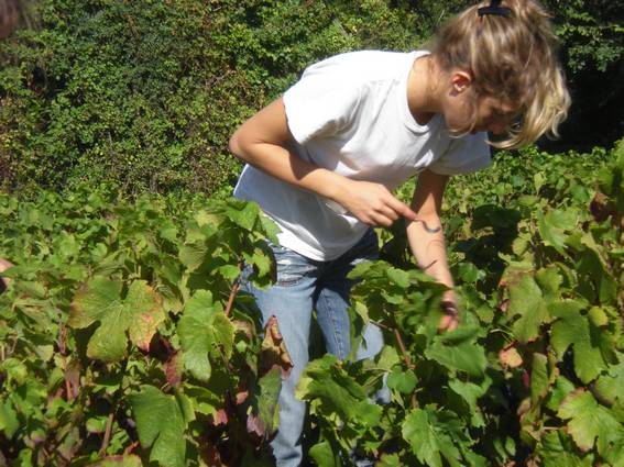 Le geste de la vendangeuse avec sa serpette Vendanges chez lGérard Crozet