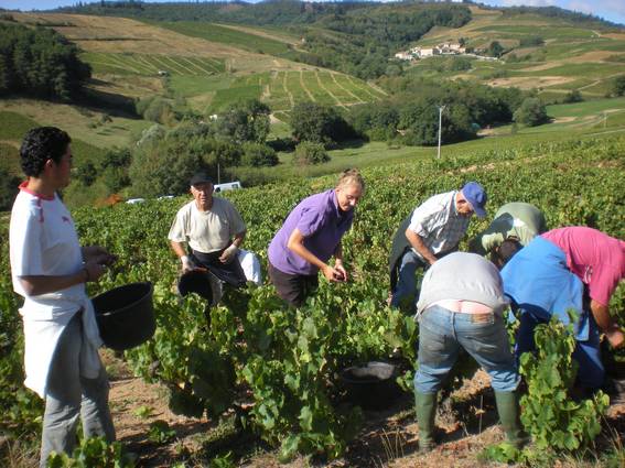 Les vendanges chez Alain Braillon à la Cime de Salles
