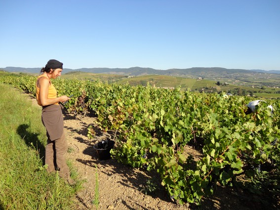 Vendangeurs en Beaujolais