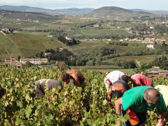 Sur les coteaux de Salles,  Champrenard