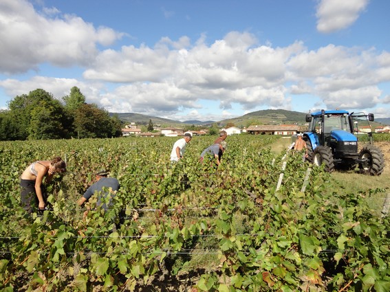 Le vendanges 2011 sont maintenat finies