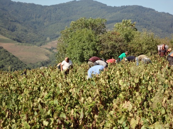 Ces coteaux qui font la renomme des Beaujolais Villages