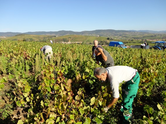 Vendangeurs en Beaujolais