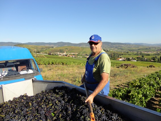 Vendanges d't en Beaujolais