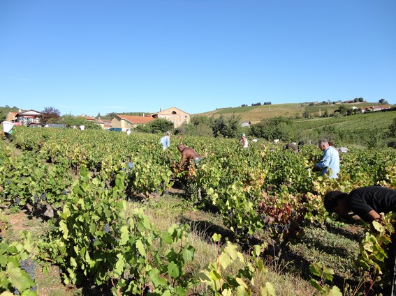 Dans les vignes du Gonnu