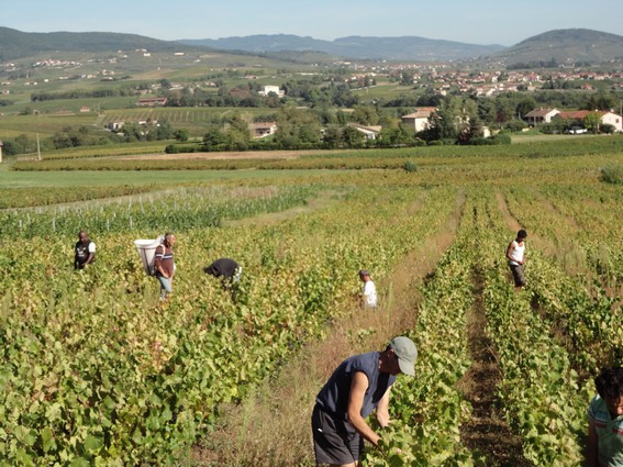 Vendanges  Blac en Beaujolais, et Brouilly dans le lointain