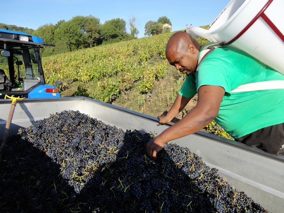 Vendangeurs en Beaujolais