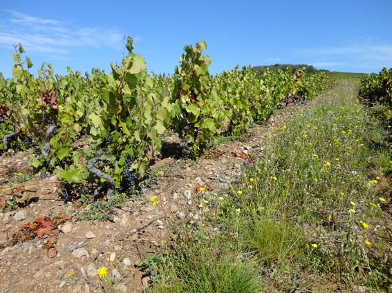 En Beaujolais, des vendanges d't