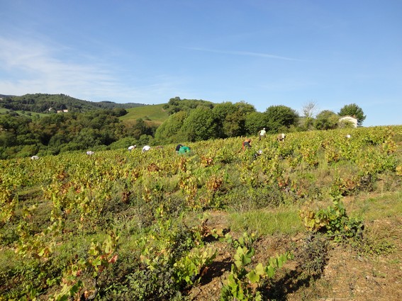 Vendangeurs en Beaujolais