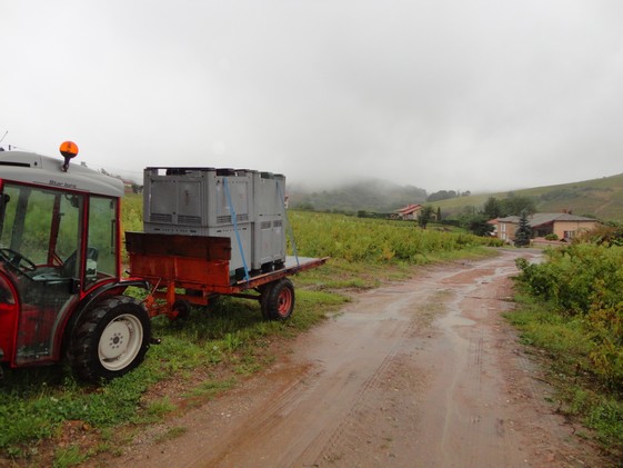 Il pleut ce matin sur les vignes