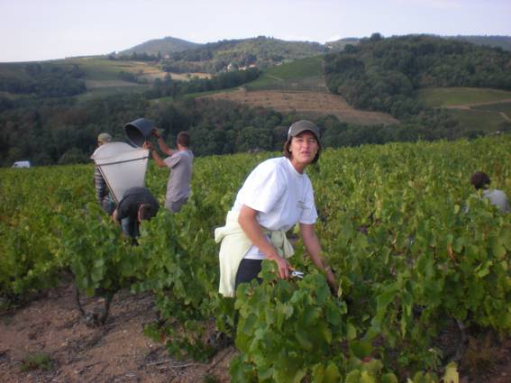 Vacances ou vendanges On m'avait pourtant parlé de vacances
