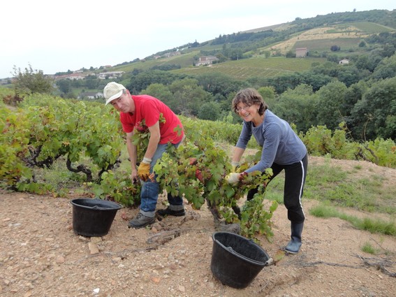 Vendanges au Crêt du Ris lJean Claude et les autres