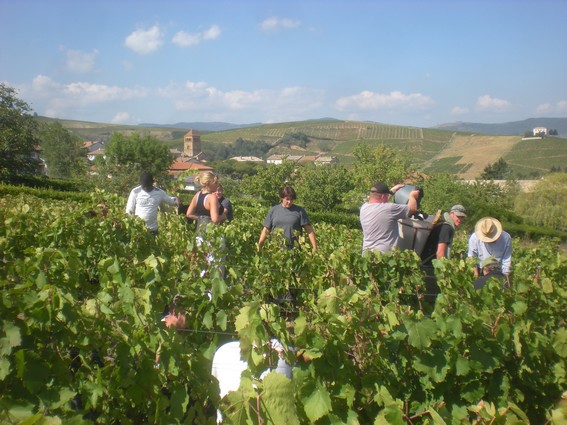 Des vendanges toujours estivales
